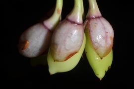   Fruits:   Mendoncia lindaviana ; Photo by E. Bidault, Tropicos
